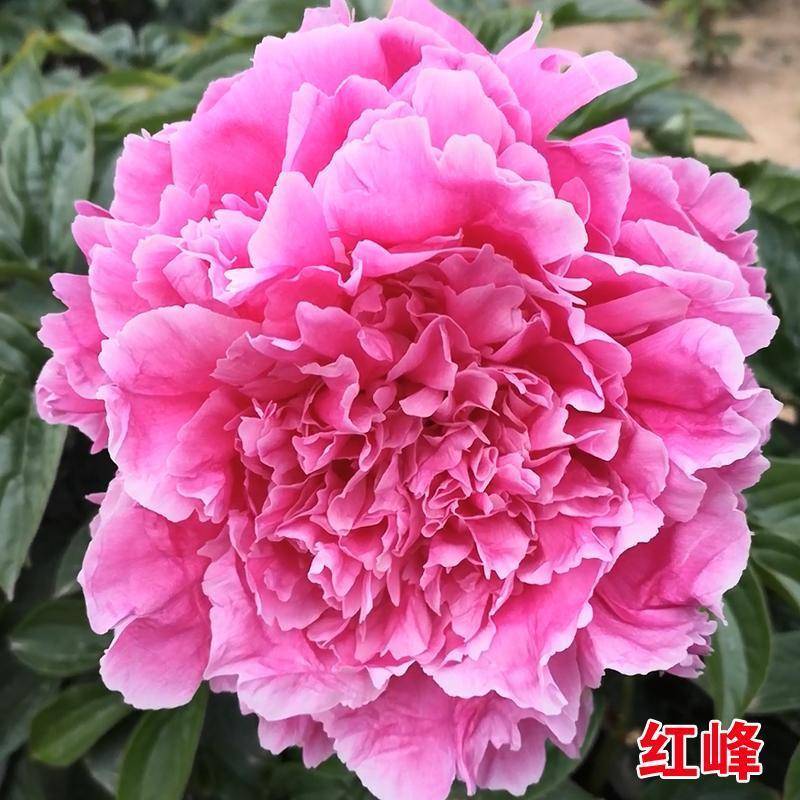 芍药苗