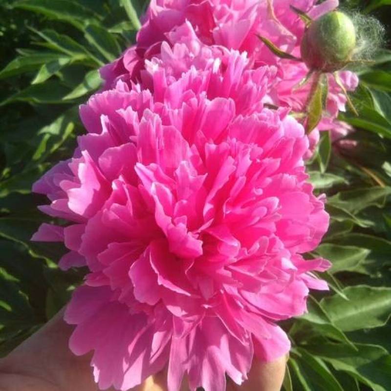 芍药苗