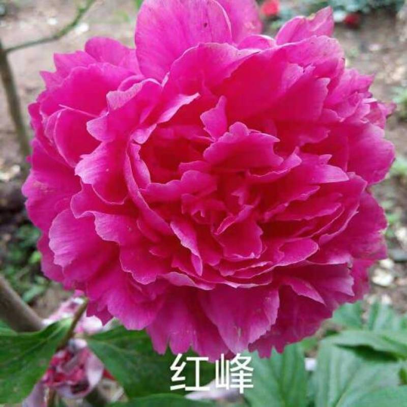 芍药苗