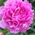 芍药苗