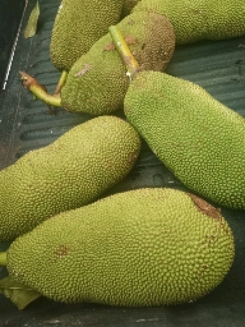 菠萝蜜14斤精品果