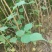 杏树苗50公分-1.5米，地径0.5-1.0
