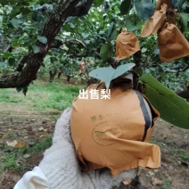 皇冠梨半斤以上