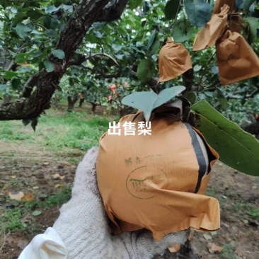 皇冠梨半斤以上