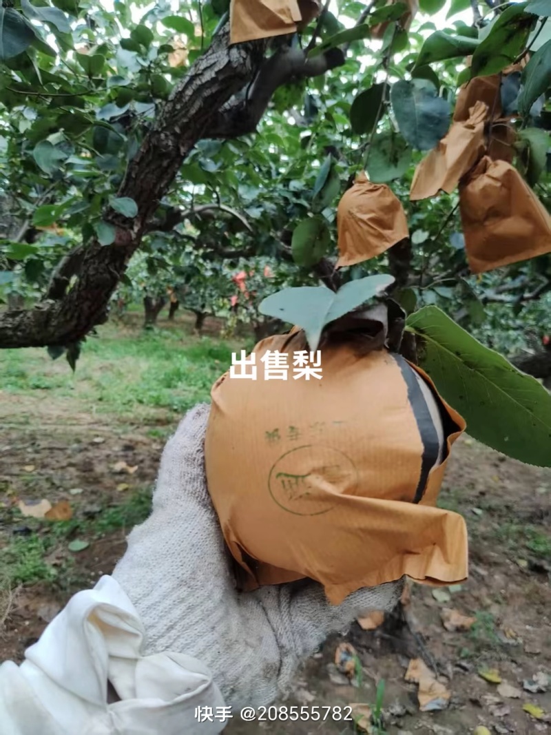皇冠梨半斤以上