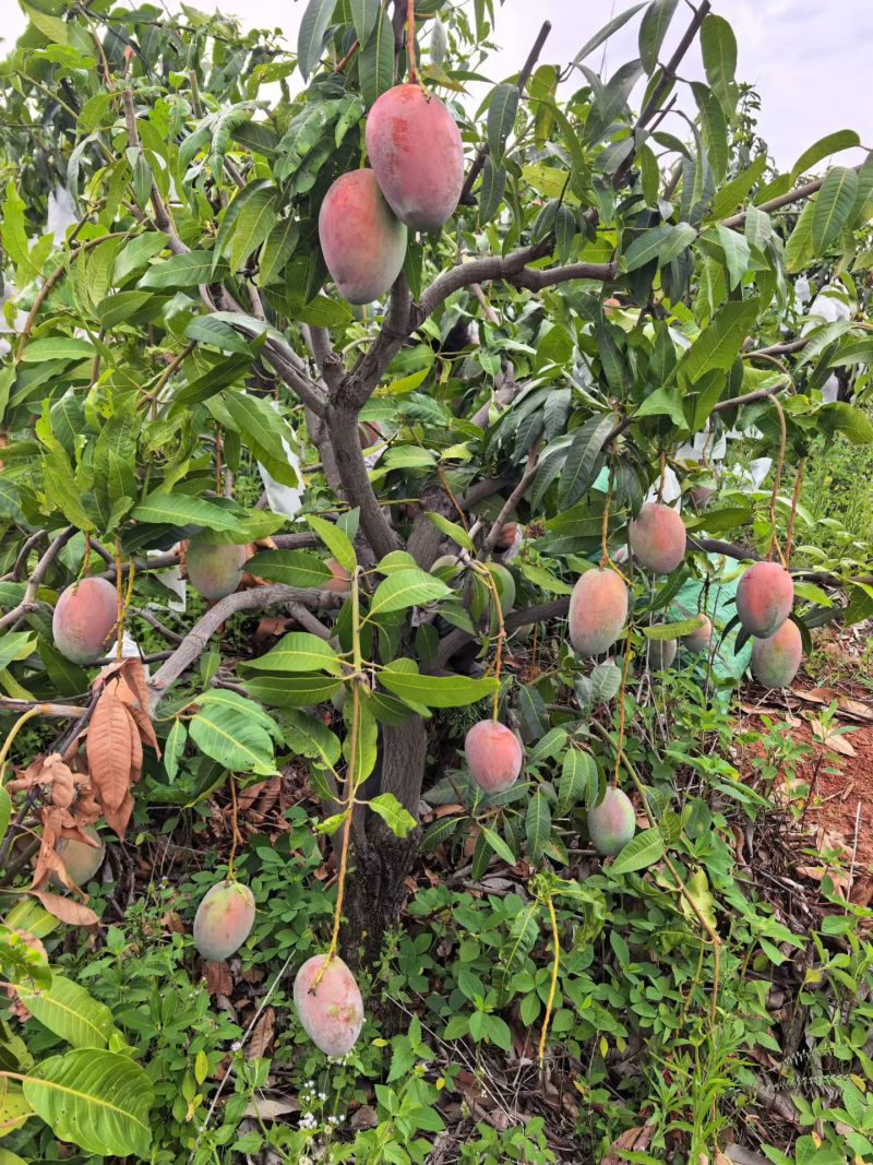 凯特芒统货，不分大小果