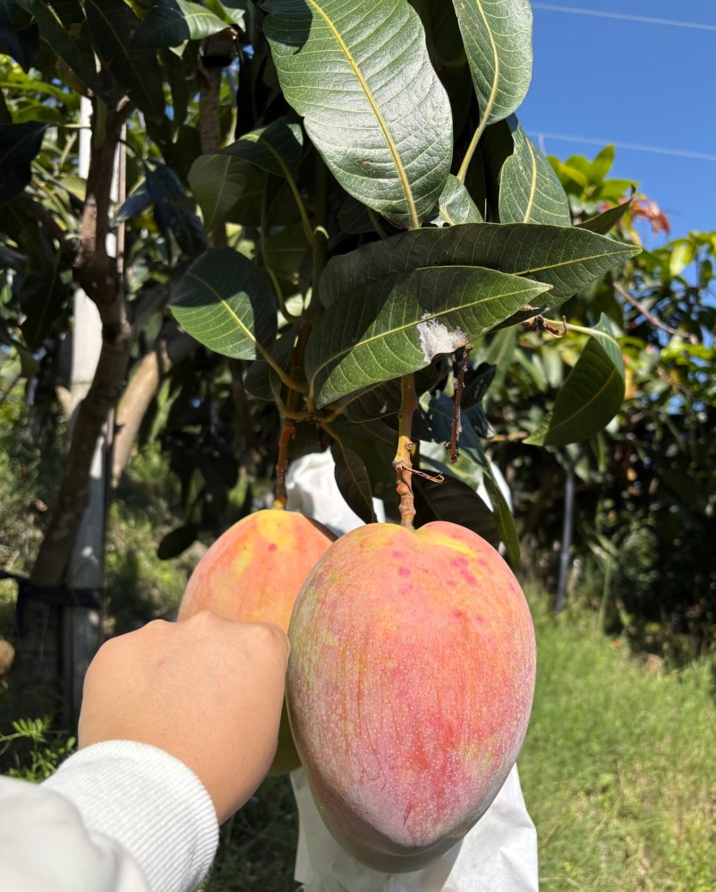 凯特芒统货，不分大小果