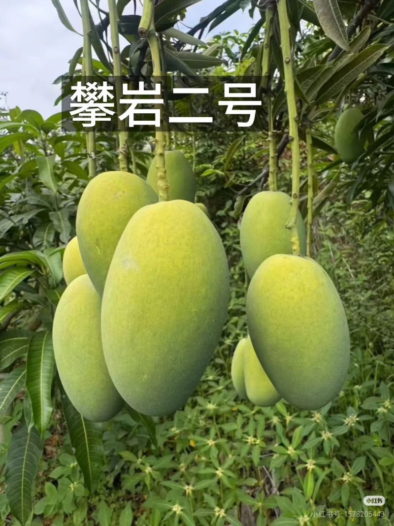 芒果