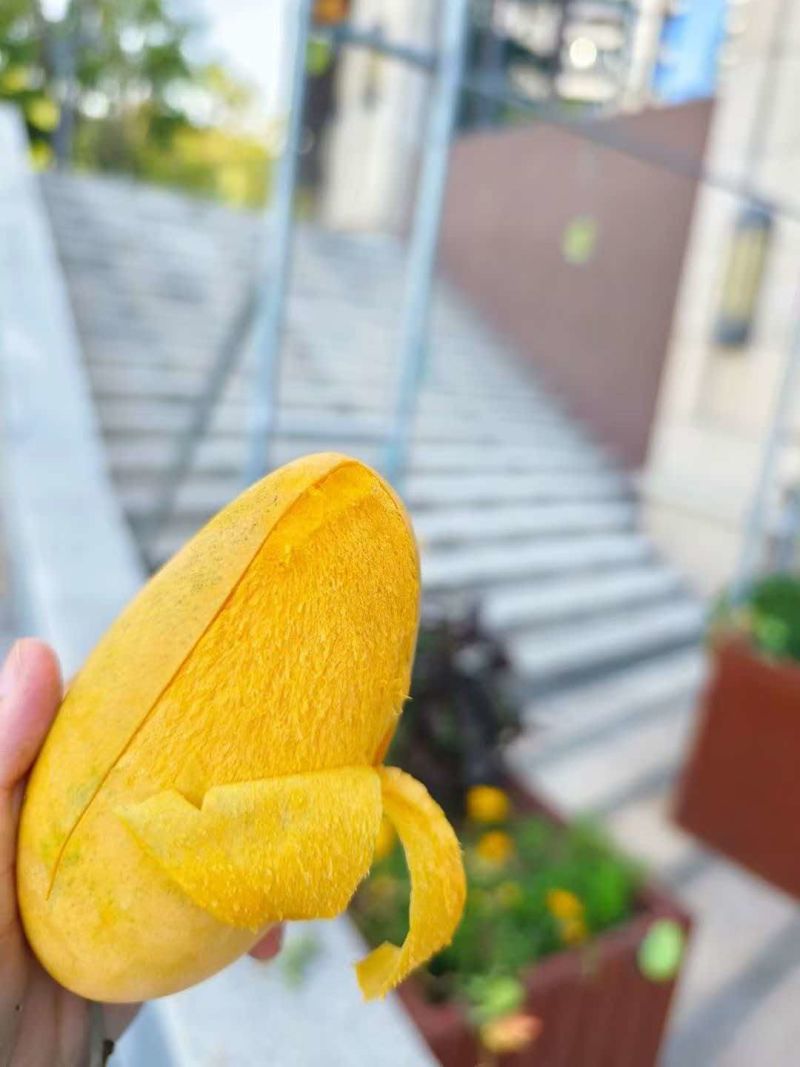 芒果