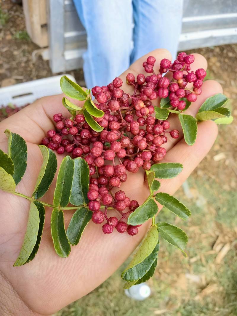 花椒特级、一级、通货三个等级