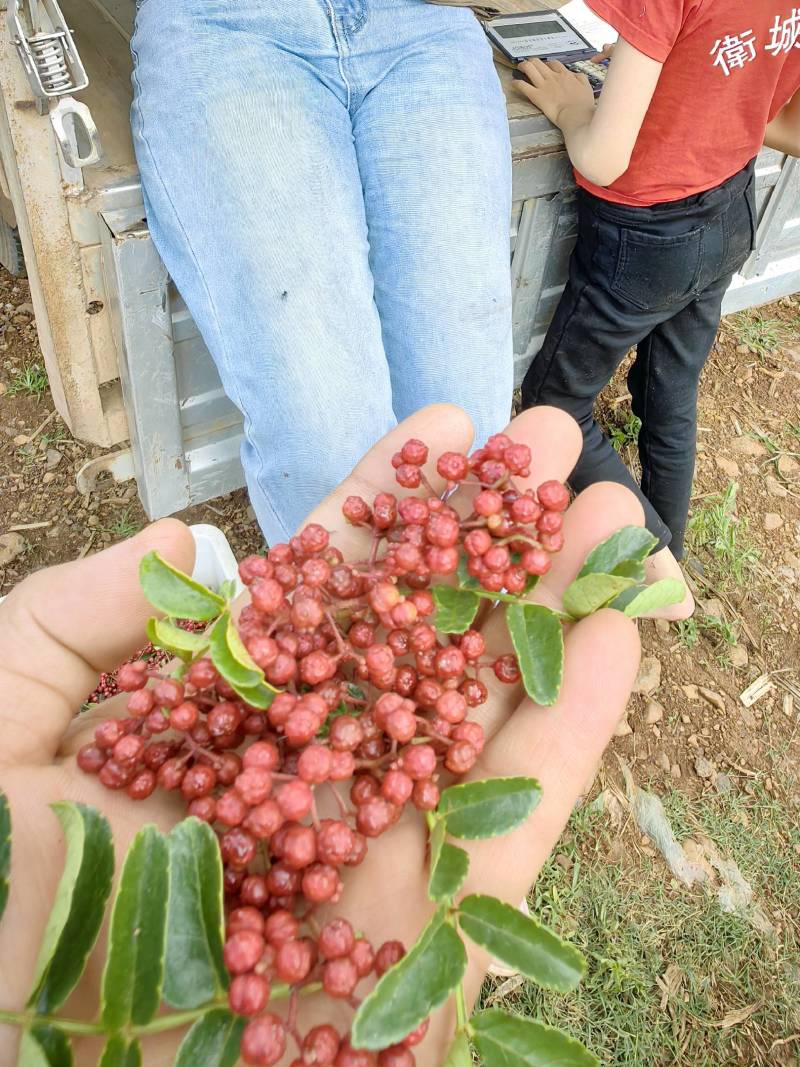 花椒特级、一级、通货三个等级