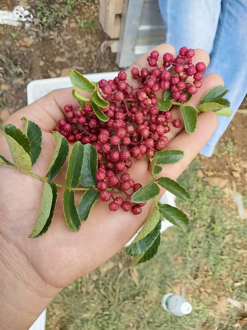 花椒特级、一级、通货三个等级