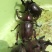 独角仙身长8~9cm，角宽2cm