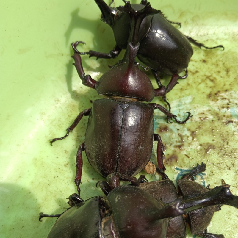 独角仙身长8~9cm，角宽2cm