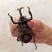 独角仙身长8~9cm，角宽2cm