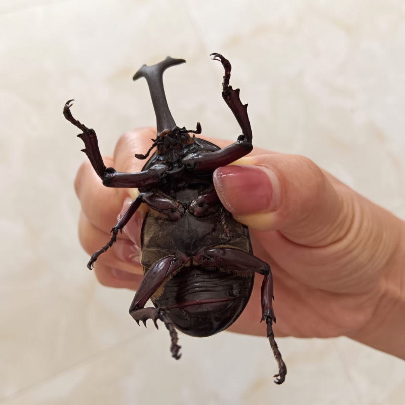 独角仙身长8~9cm，角宽2cm