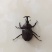 独角仙身长8~9cm，角宽2cm