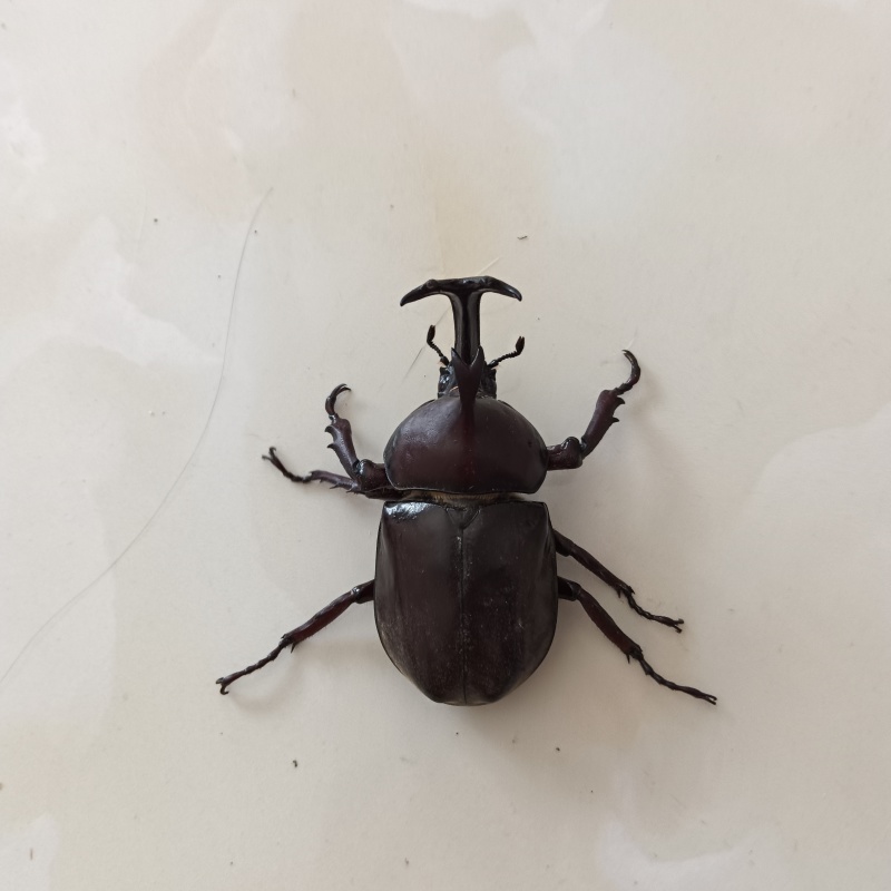 独角仙身长8~9cm，角宽2cm
