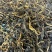 滇红工夫2026头春头采特级金芽滇红茶，烤红，蜜香型，4