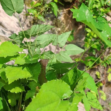淫羊藿统货