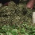 淫羊藿统货