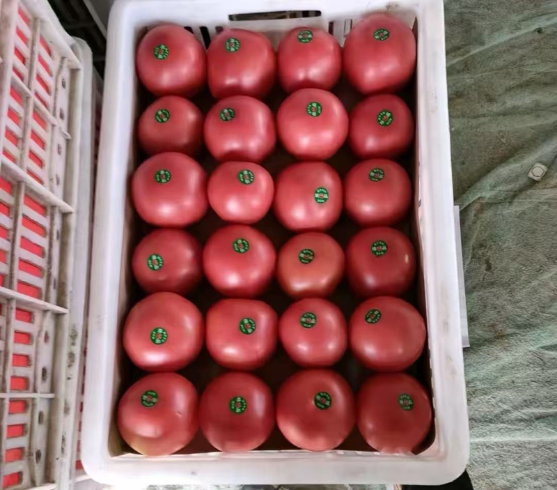 硬粉西红柿中大果