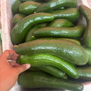 牛油果中大果混级果
