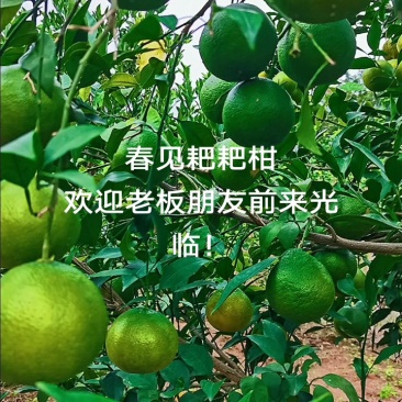 柑桔
