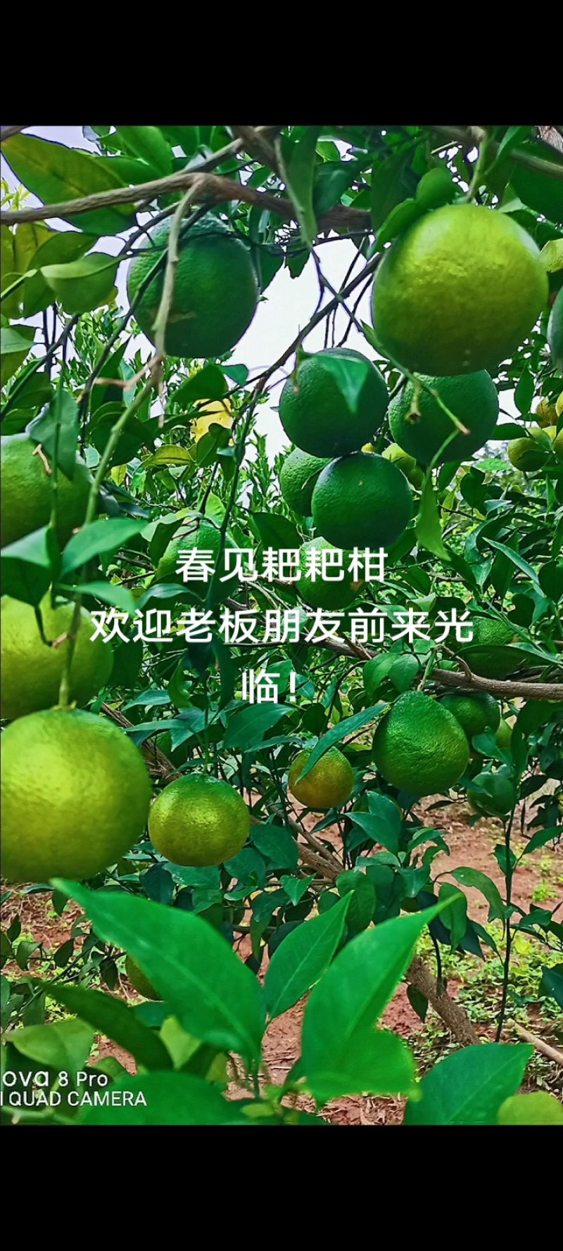 柑桔