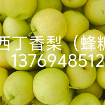 梨精品果，110克起步，丁香梨（蜂糖梨）