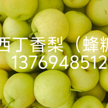 梨精品果，110克起步，丁香梨（蜂糖梨）