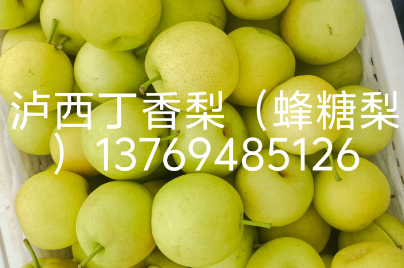 梨精品果，110克起步，丁香梨（蜂糖梨）