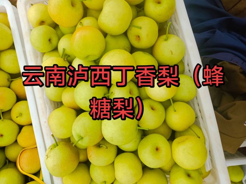 梨精品果，110克起步，丁香梨（蜂糖梨）