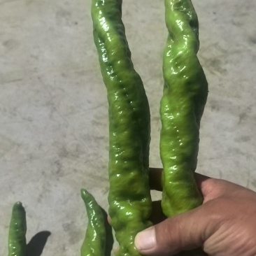 鲜辣椒