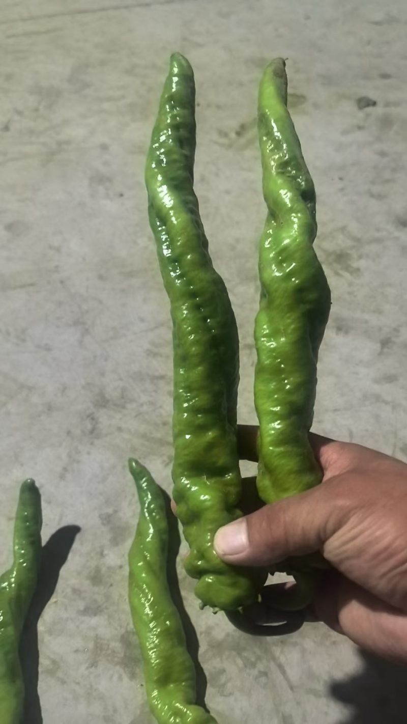 鲜辣椒