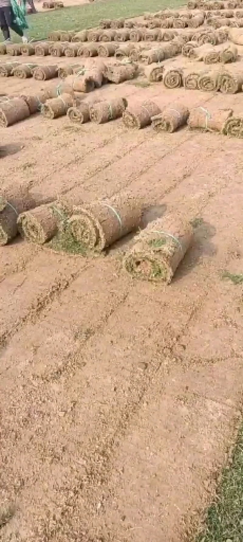 草坪草台湾二号