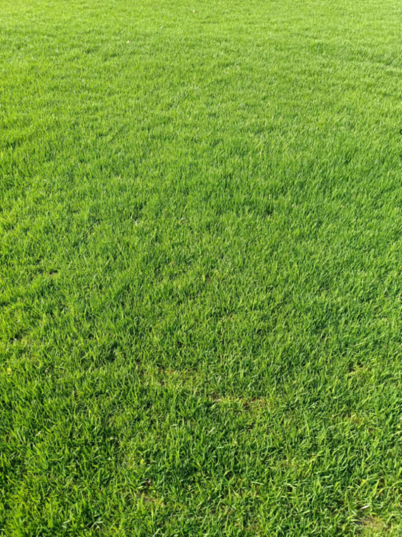 草坪草台湾二号