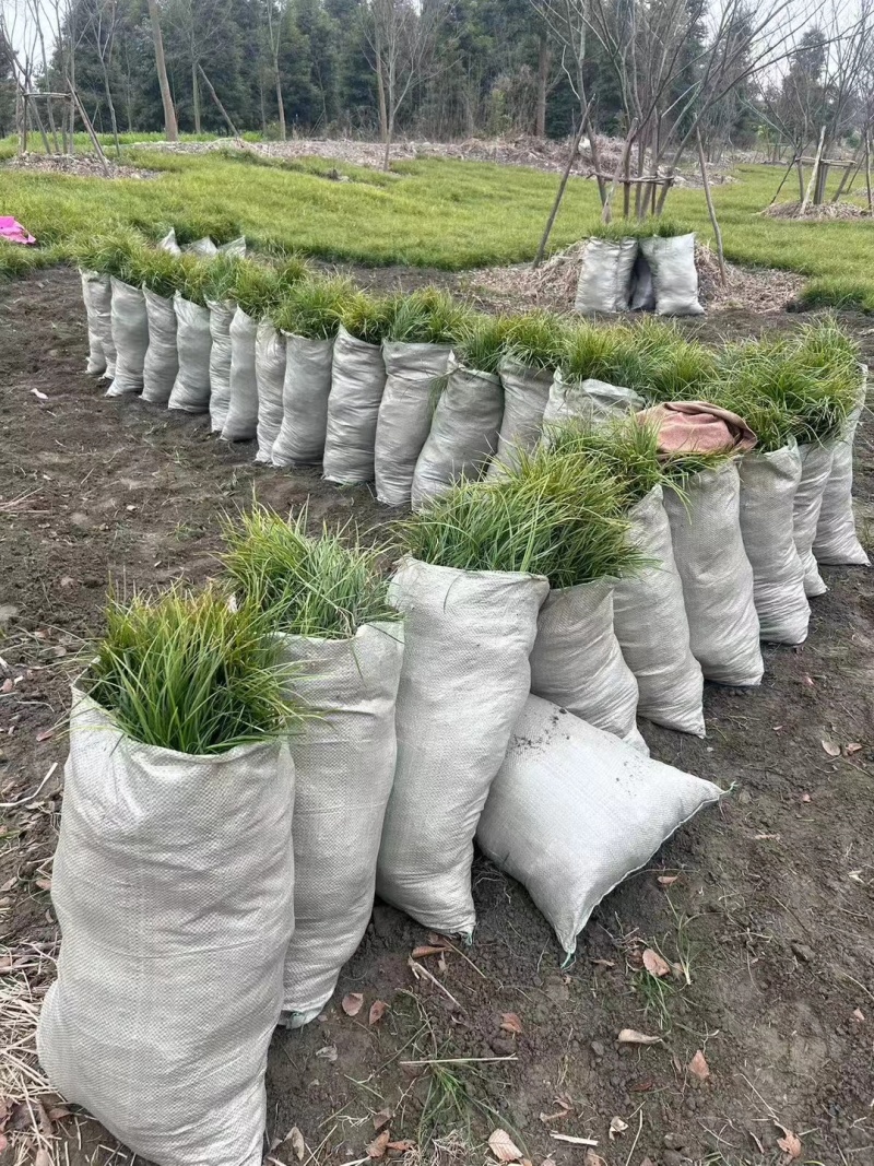 麦冬草