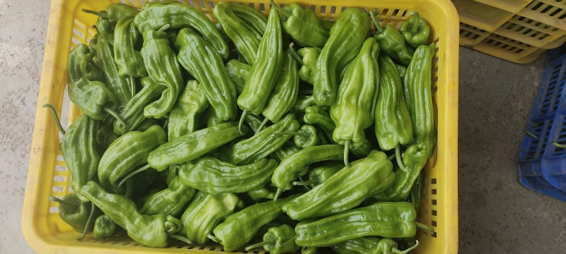 鲜辣椒分大小果，精选