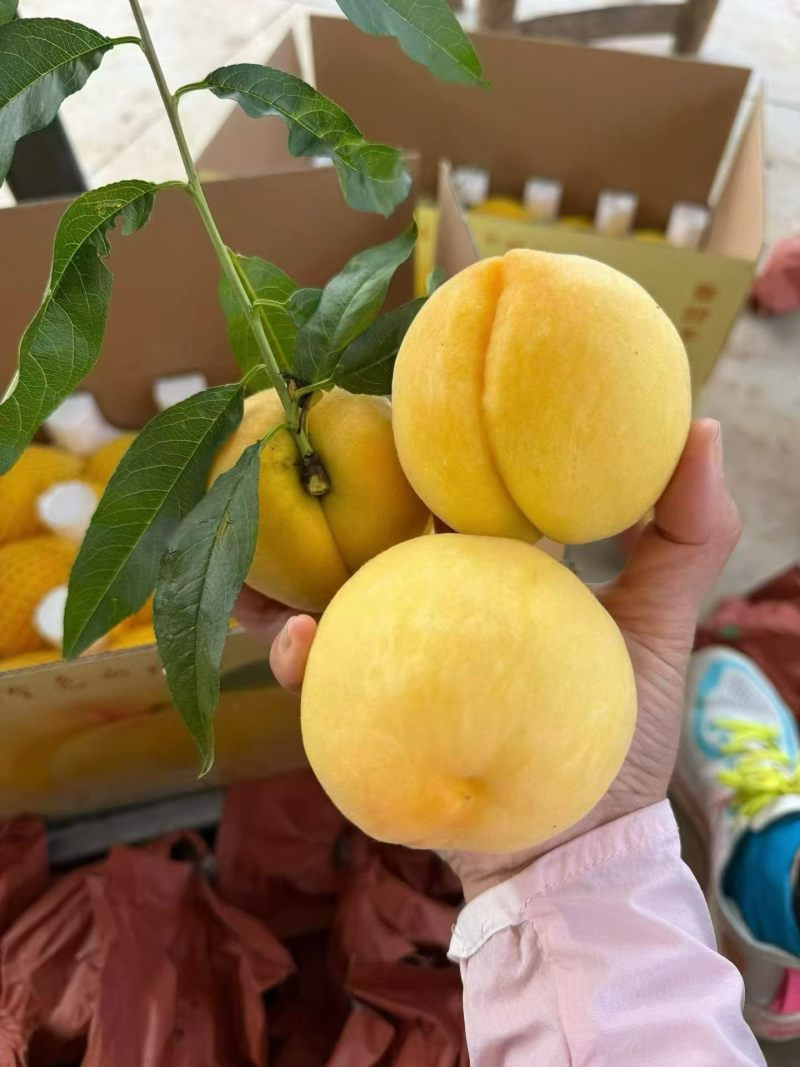 锦绣黄桃4两左右，糖度12个左右