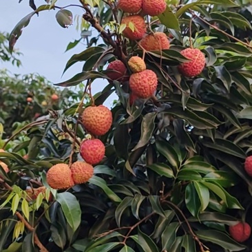 荔枝带绿（晚熟荔枝）