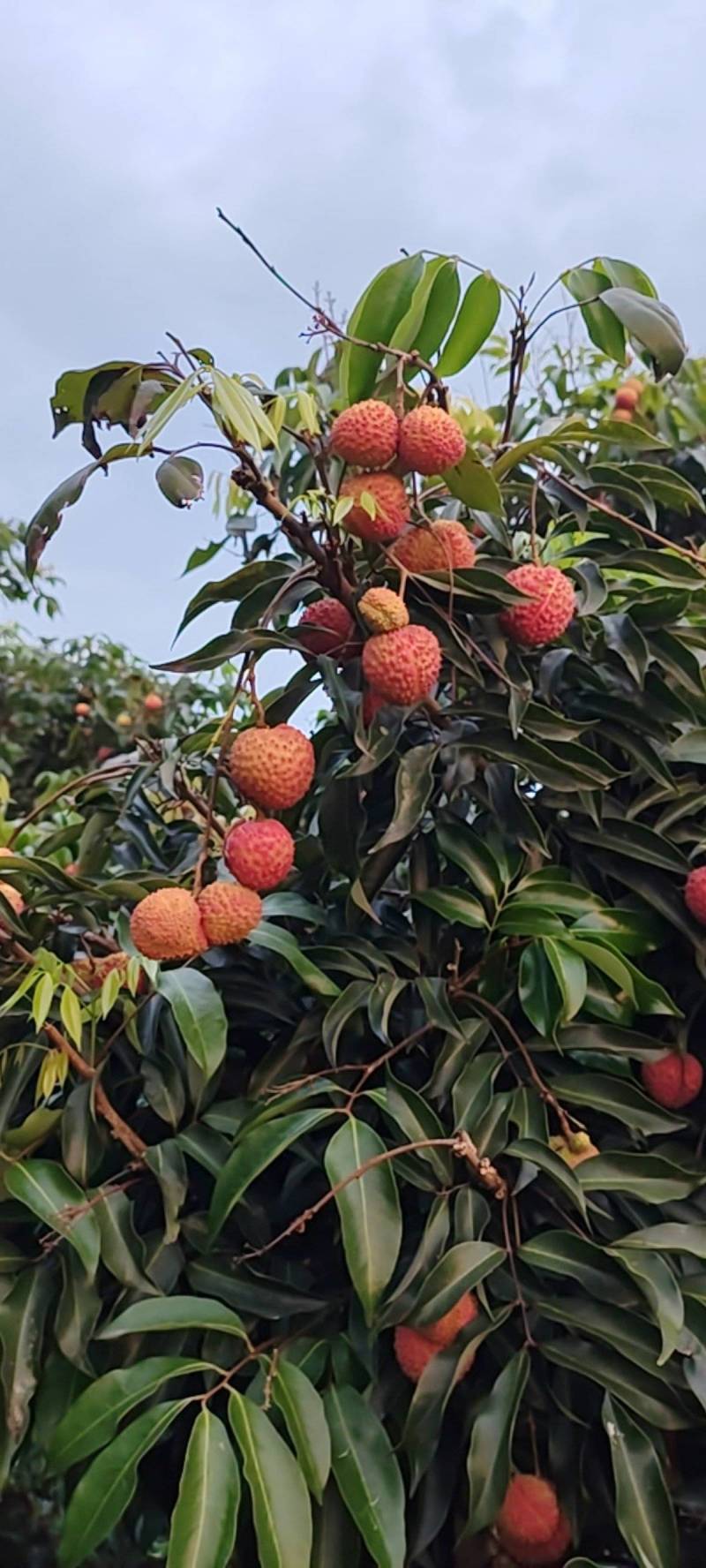 荔枝带绿（晚熟荔枝）
