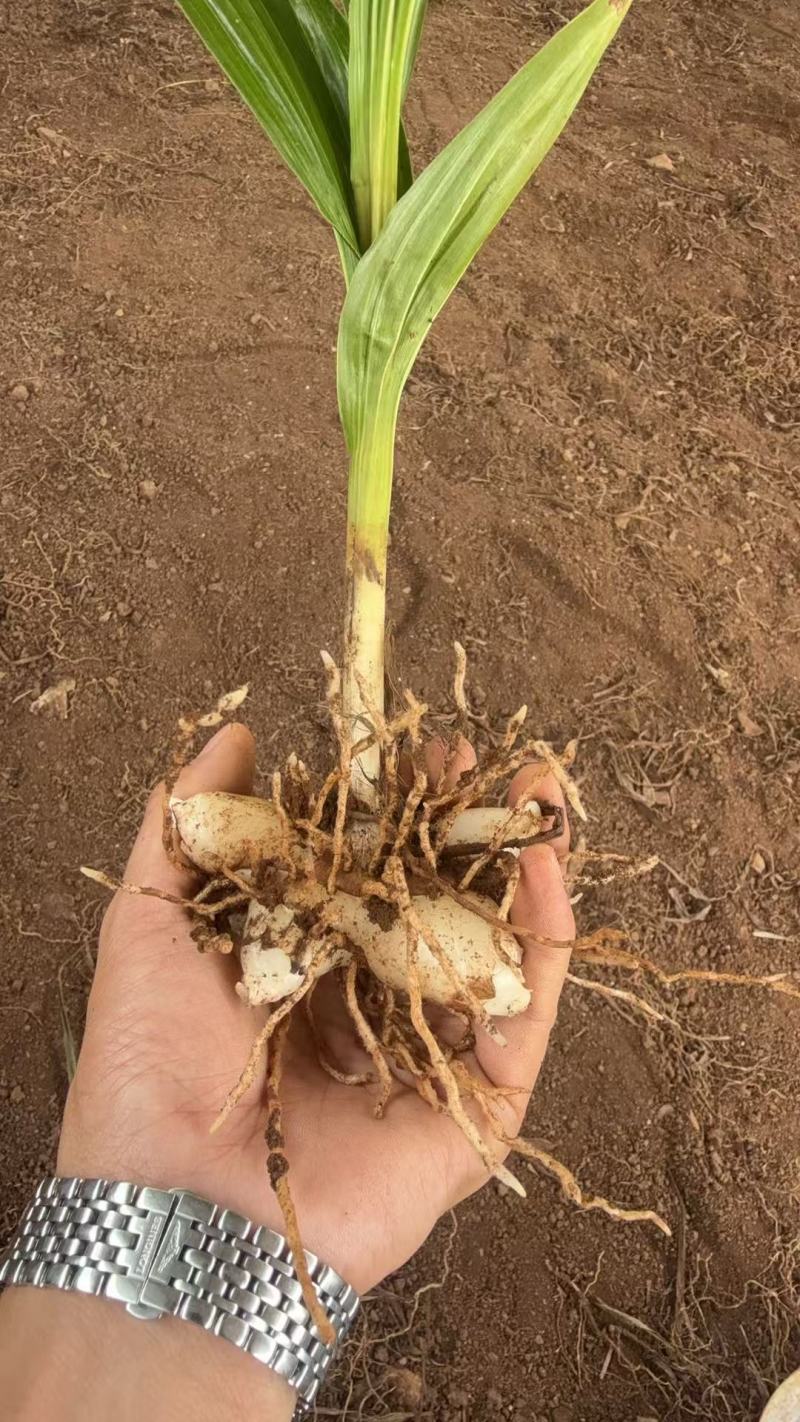 白芨种苗