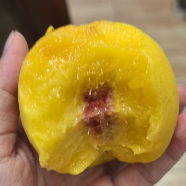 鹰嘴蜜桃大果