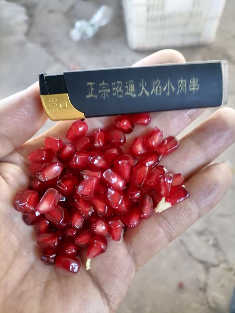 石榴精品（天使红）5两起步走车价5元/斤；通货4两起步走