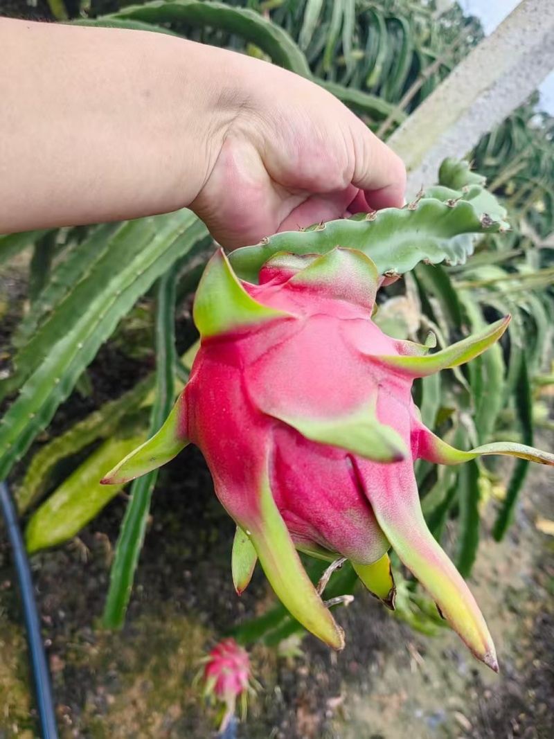 火龙果统货