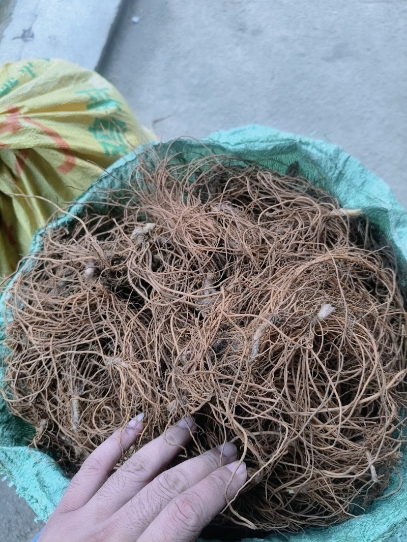 地胆草统货