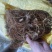 地胆草统货