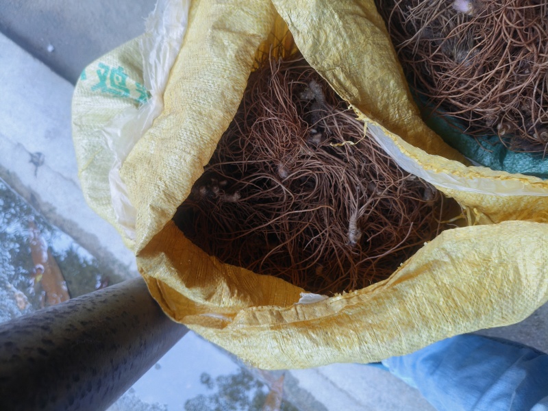 地胆草统货