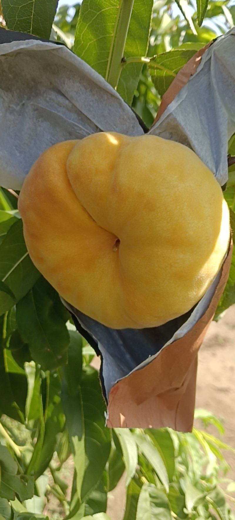 蟠桃70起步